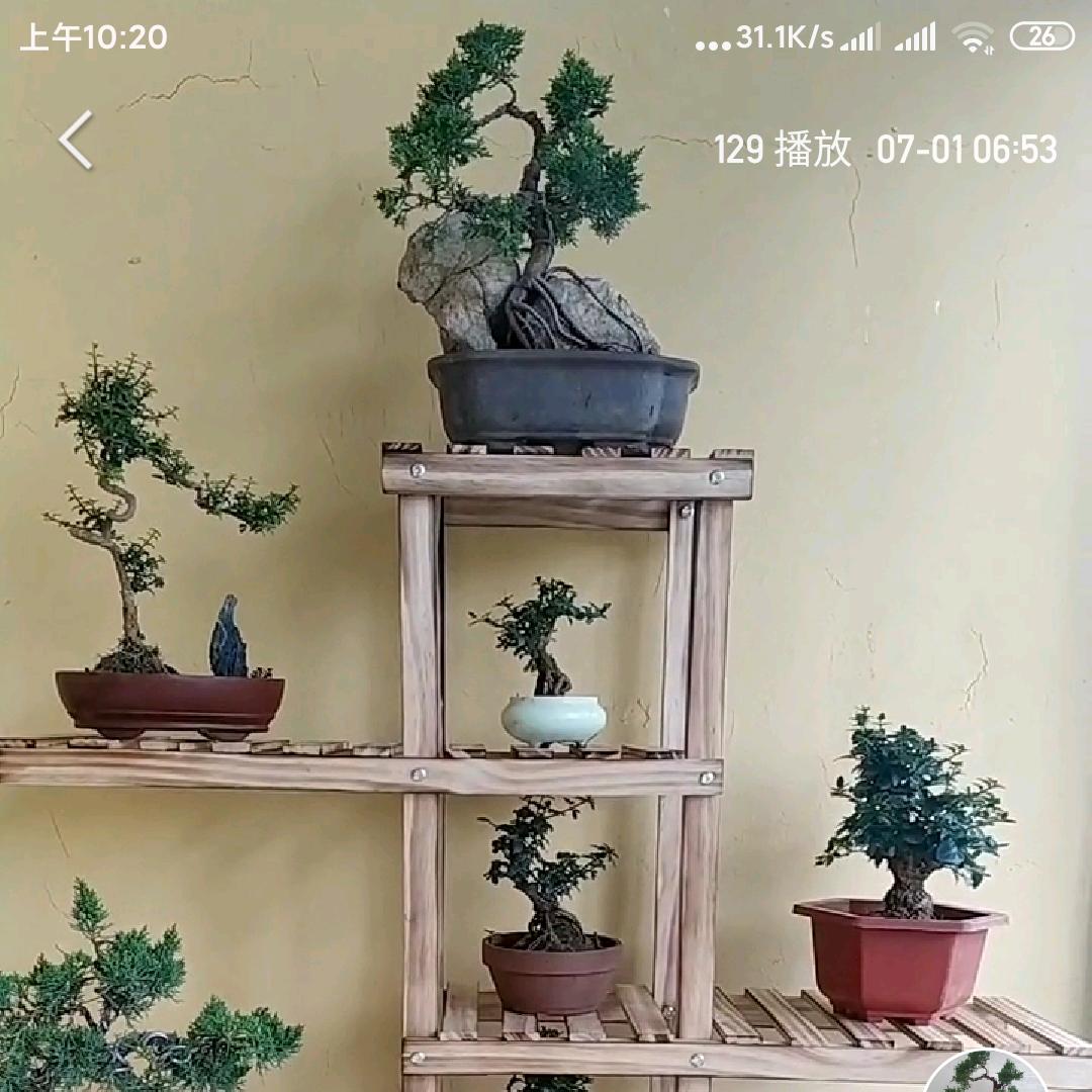 利源盆景园