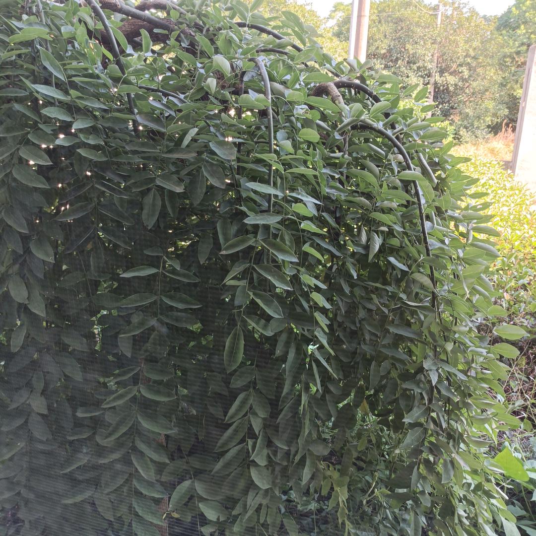 飞龙在天_182373872