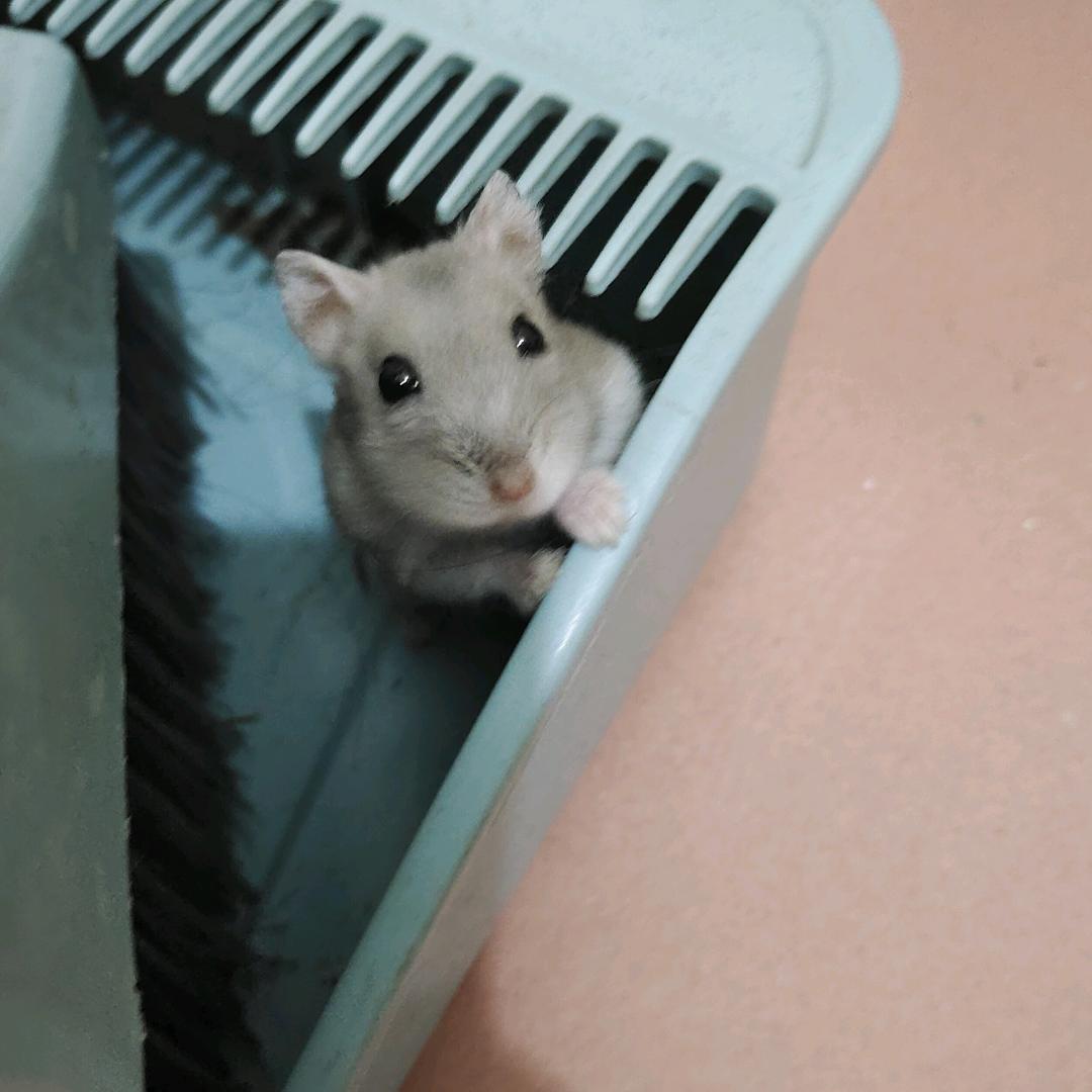 小猪@