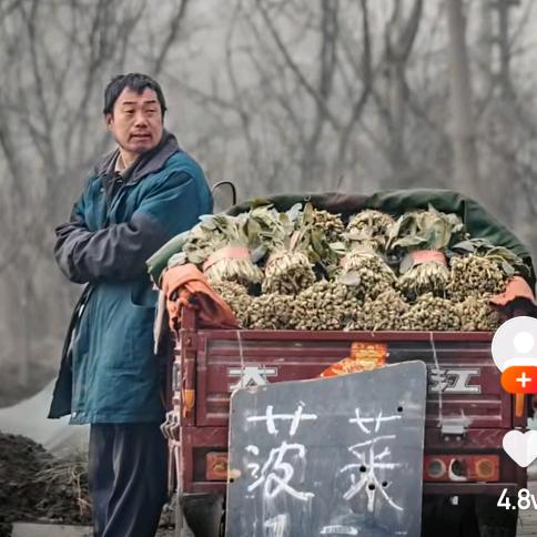 我是菠菜