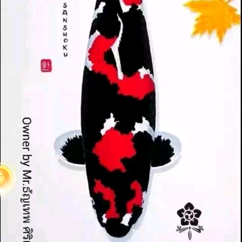 童乐水族