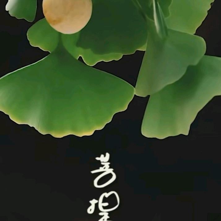 紫珊瑚