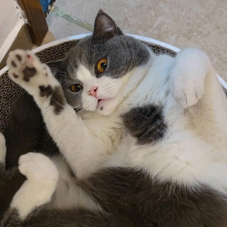 三千小猪咪