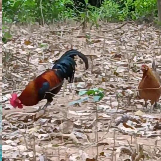 山鸡哥哥🐔