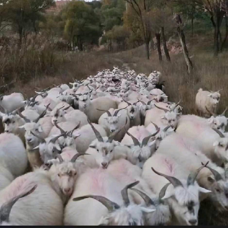 九零后放羊娃！陕北神木