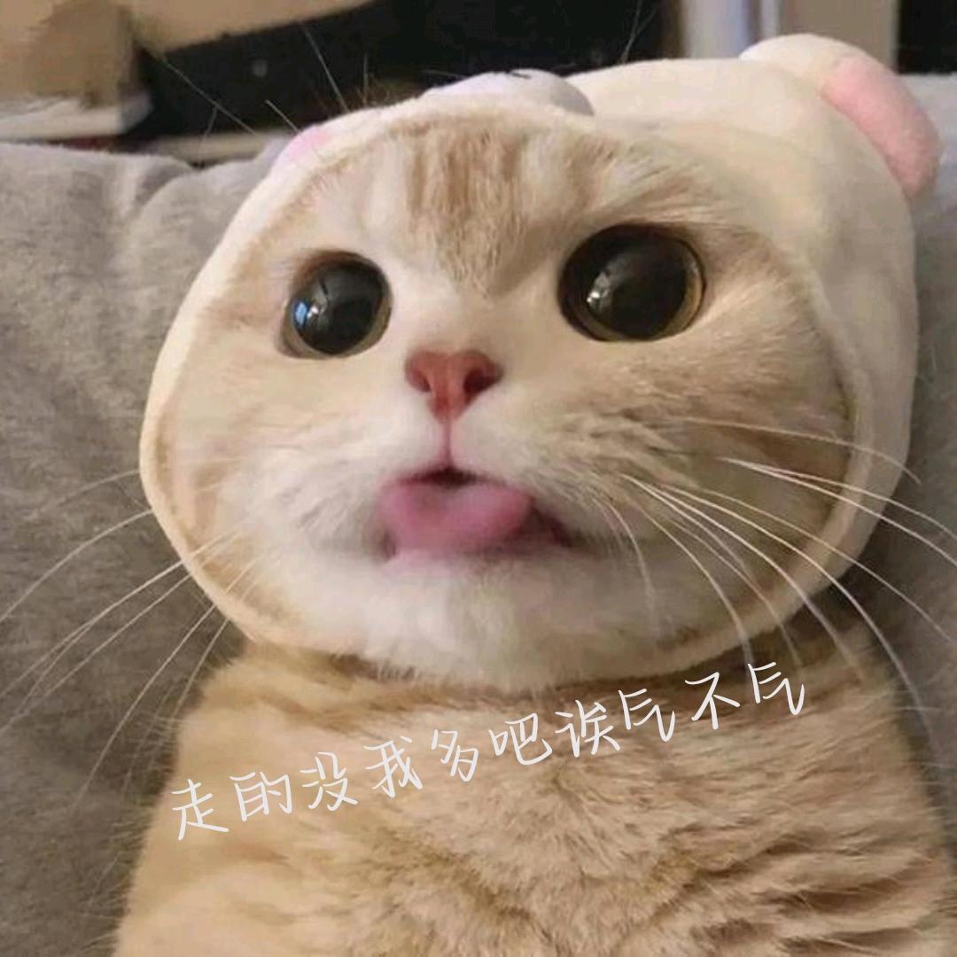 阿猫