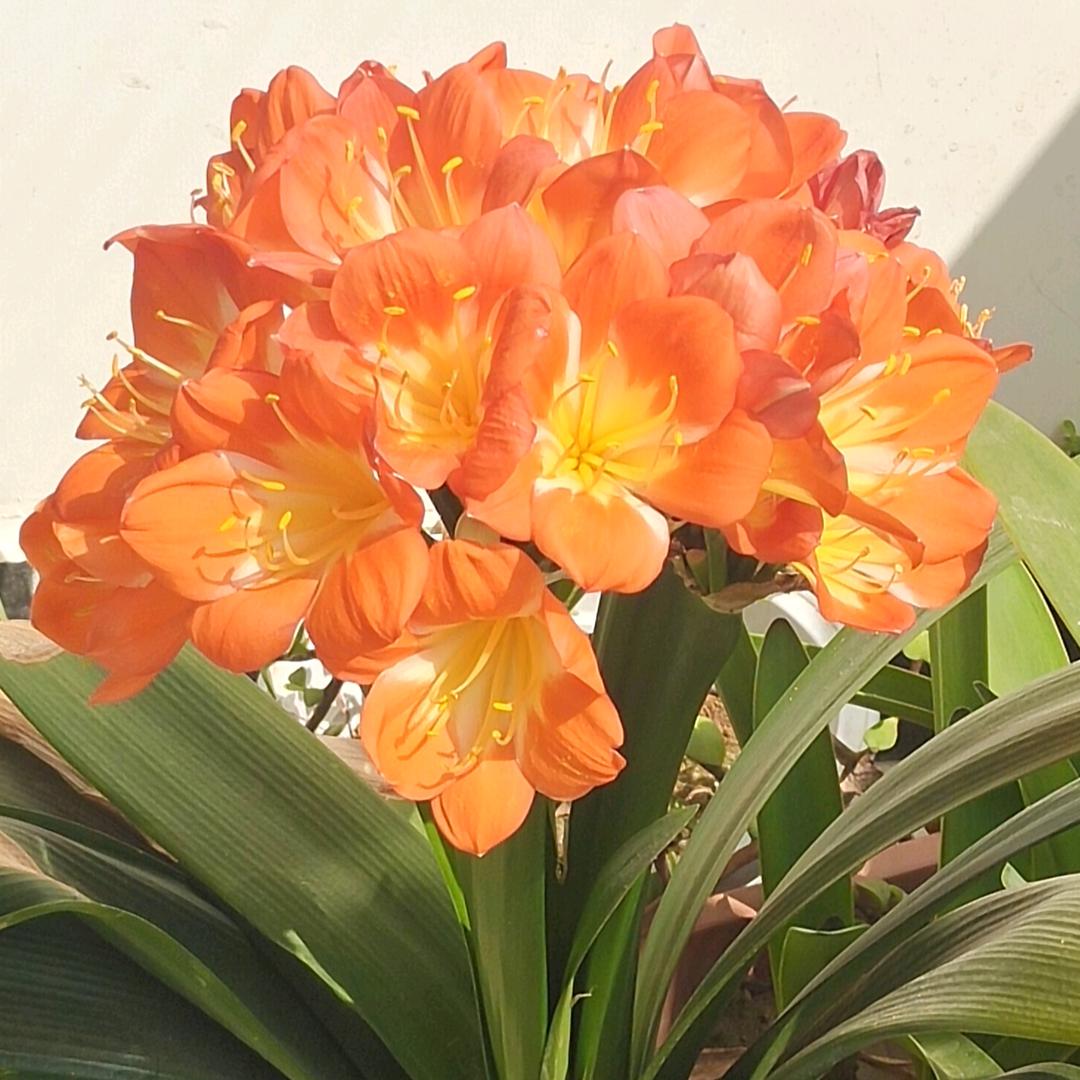 孟州市槐树乡槐树口久禄超市