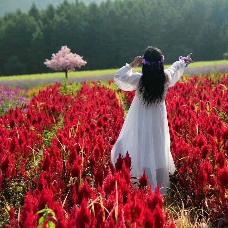 心随花开