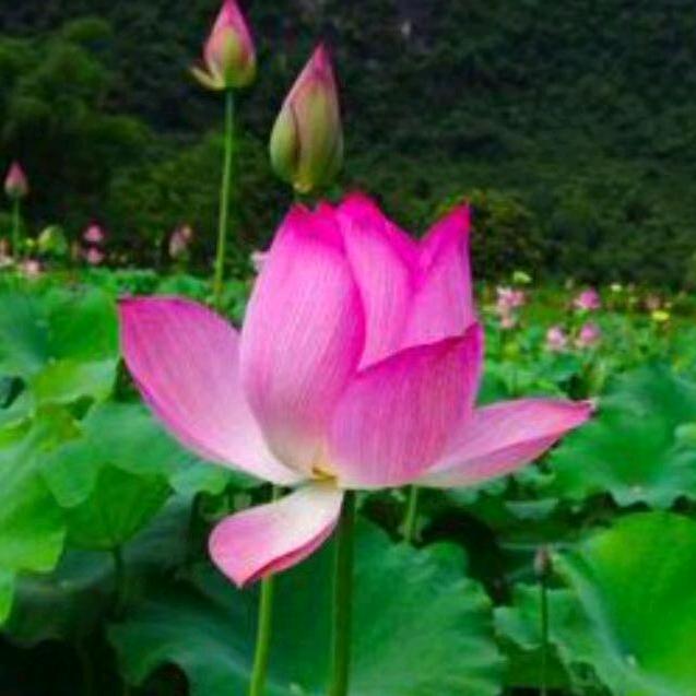 过往仙客小飞侠