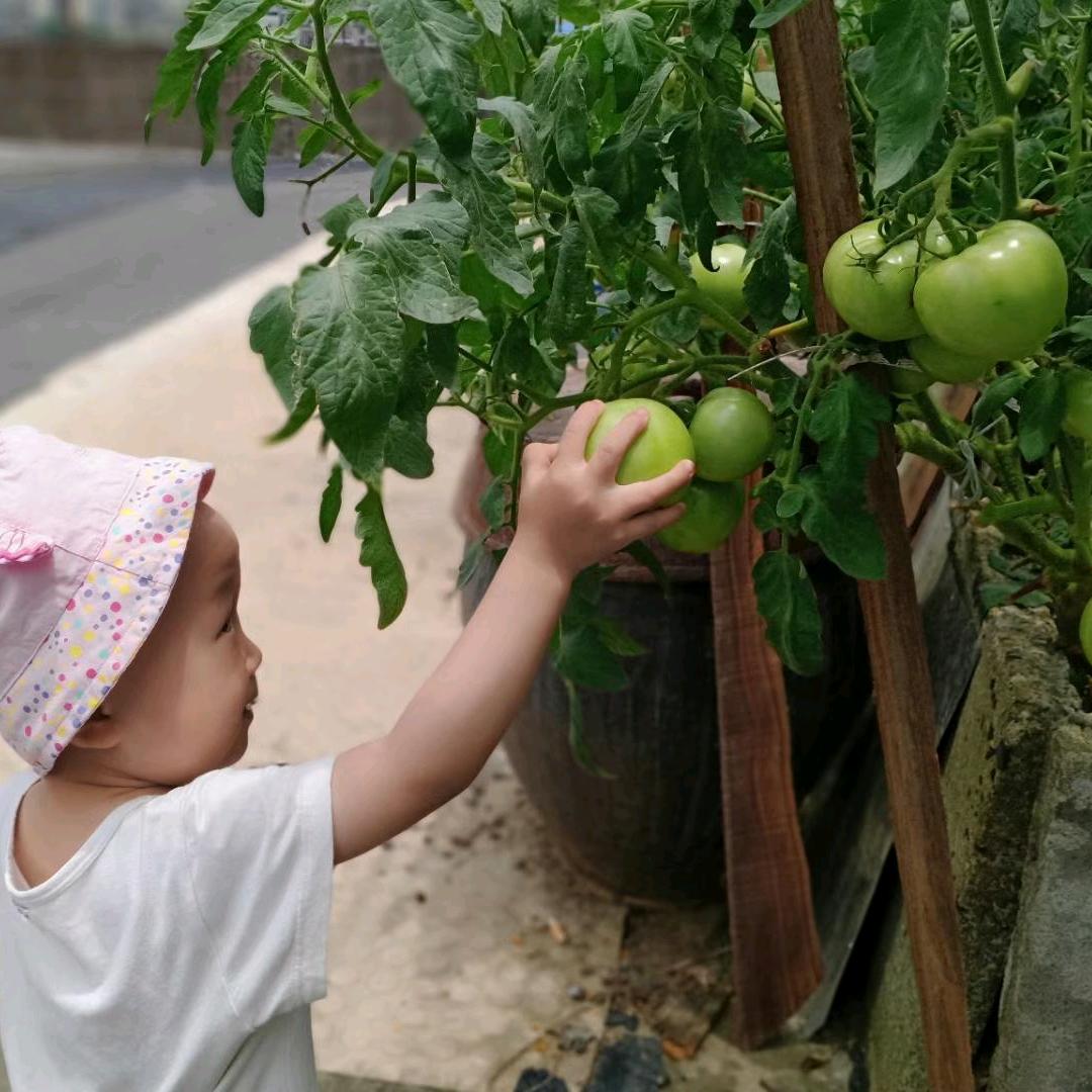 贺妈的楼顶小菜园