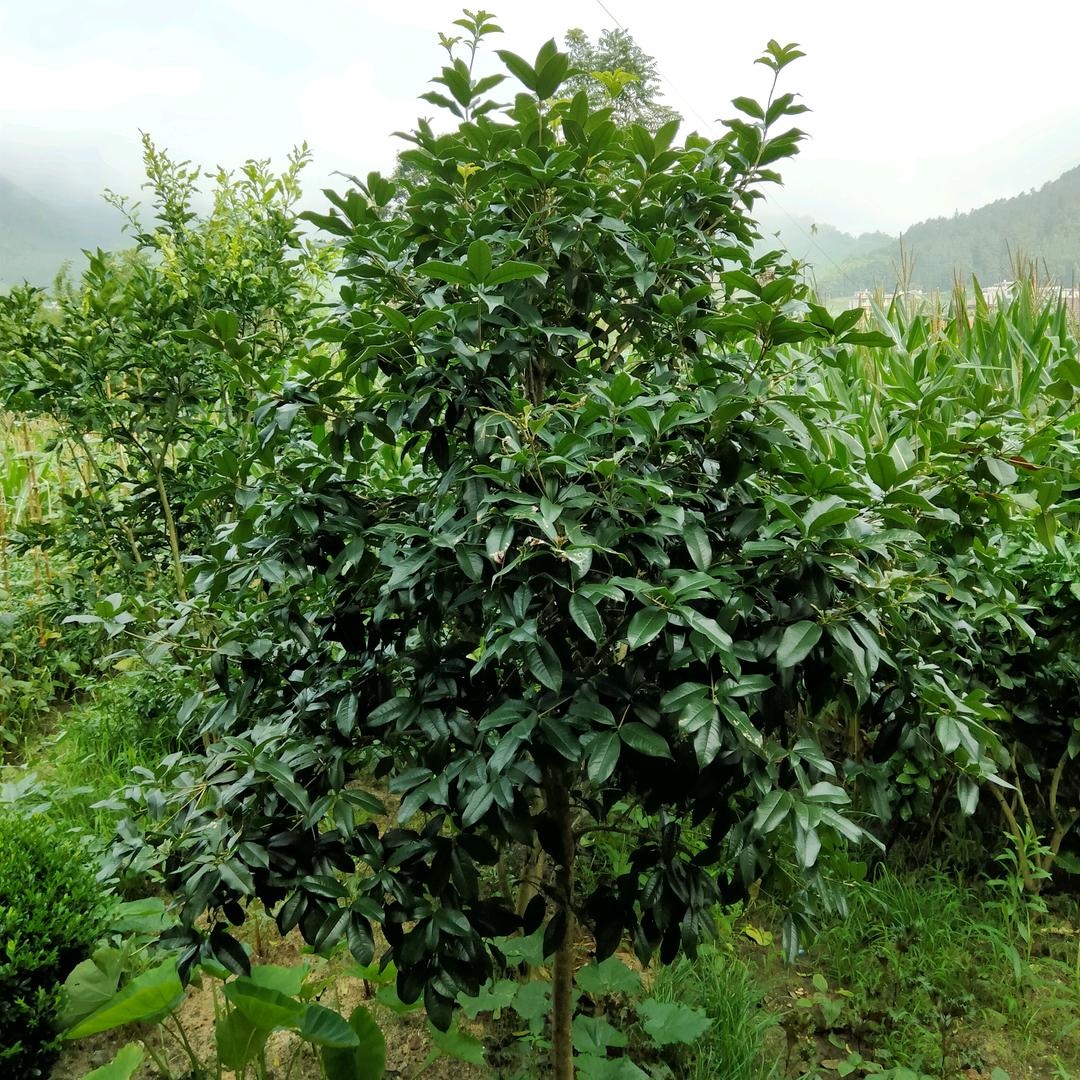 岁月一去不复返《请勿连赞，拒私聊》