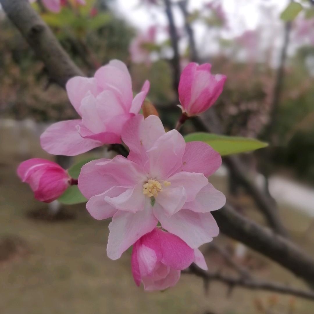 彤