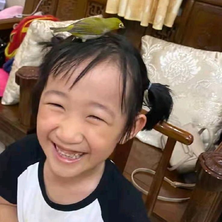 手养绣眼石燕中山標哥