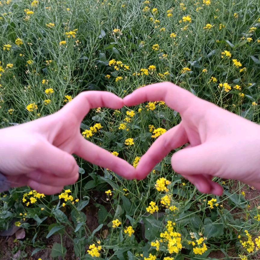 花落无痕