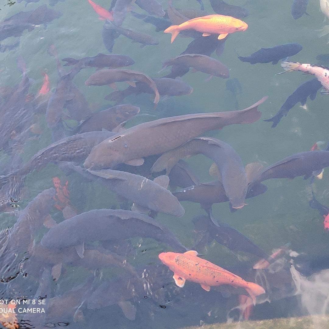 ♛☜华仔☞♛O(∩_∩)O