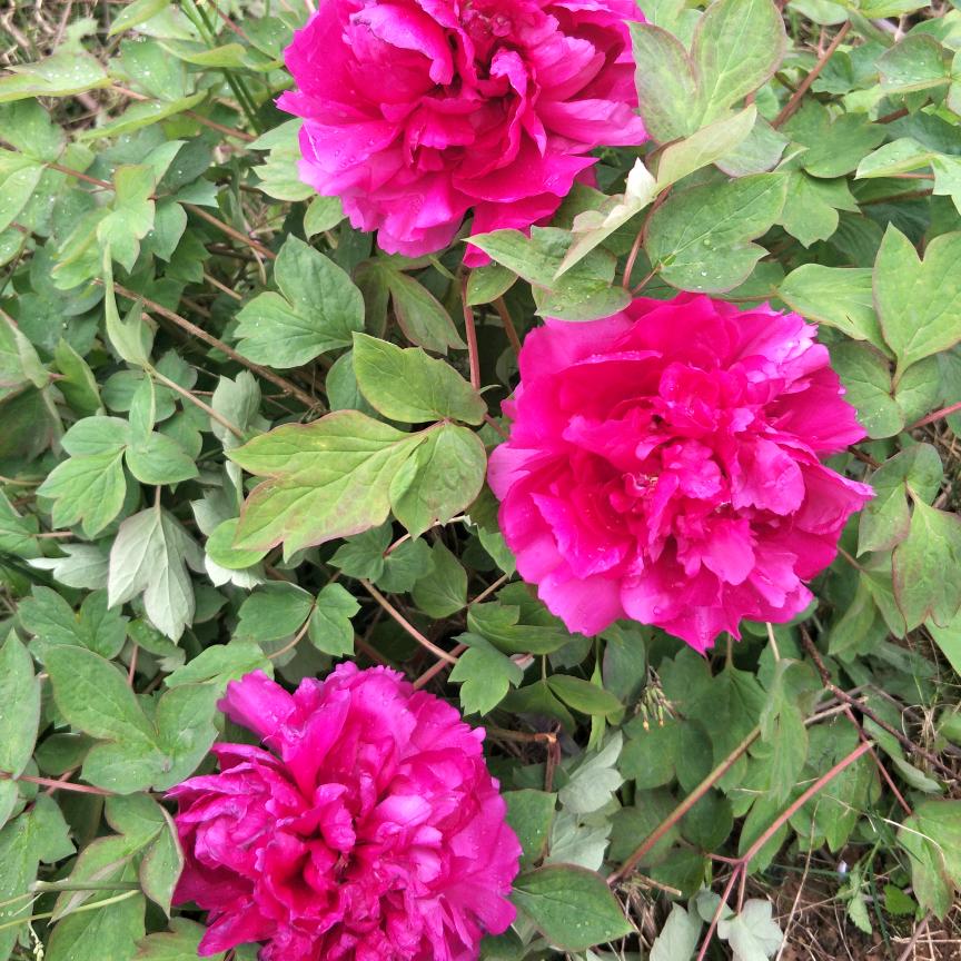 回忆在笑容里停格