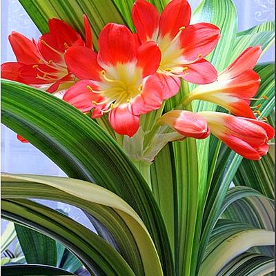 诺不轻许…………