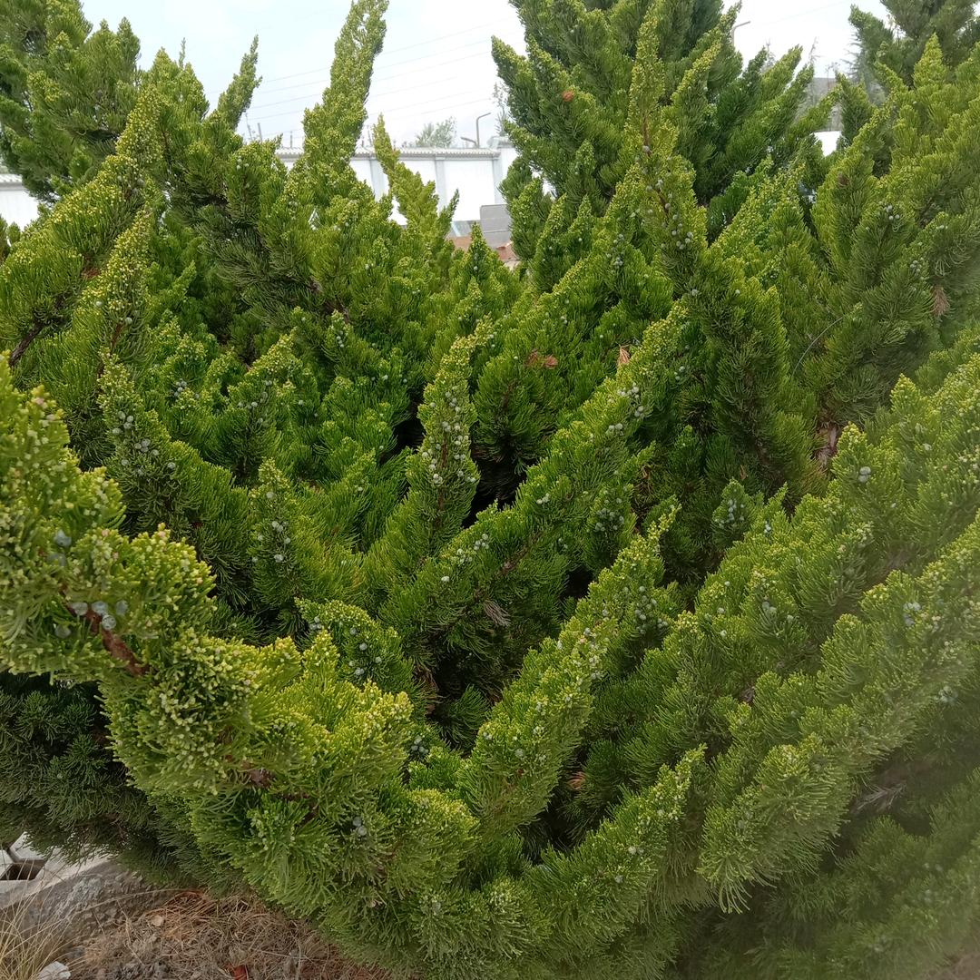 王大姐，（一生平安）