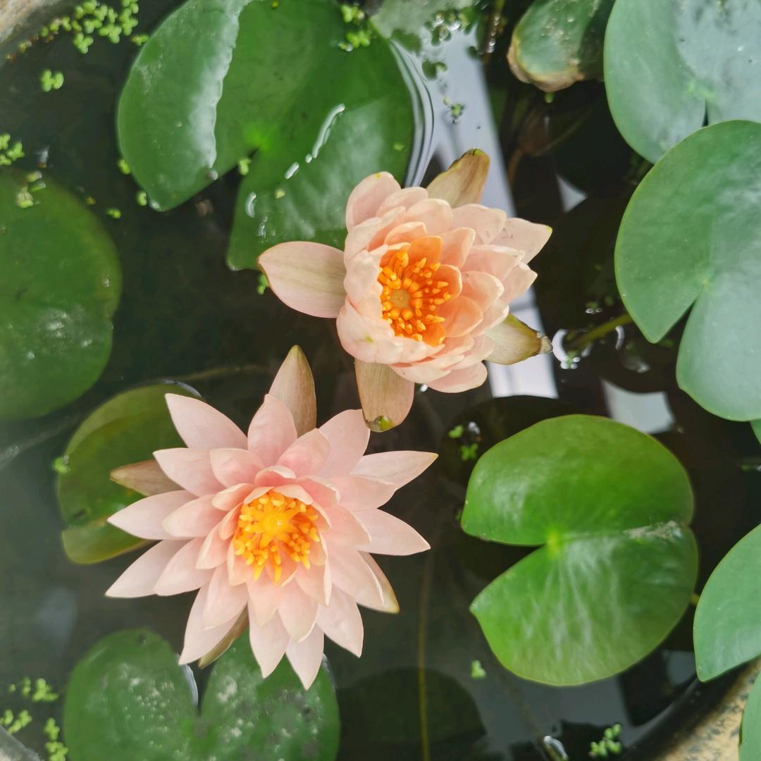 泡泡