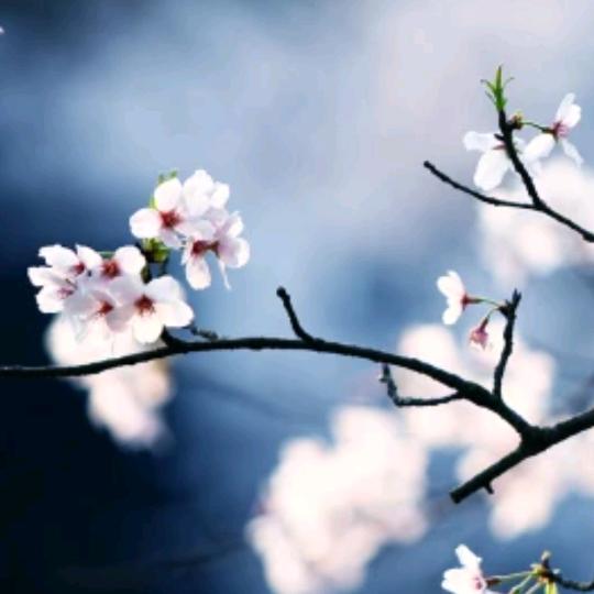 🌹不忘初心🐰