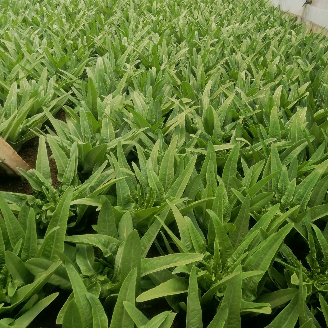 用户陈蒙厚爱
