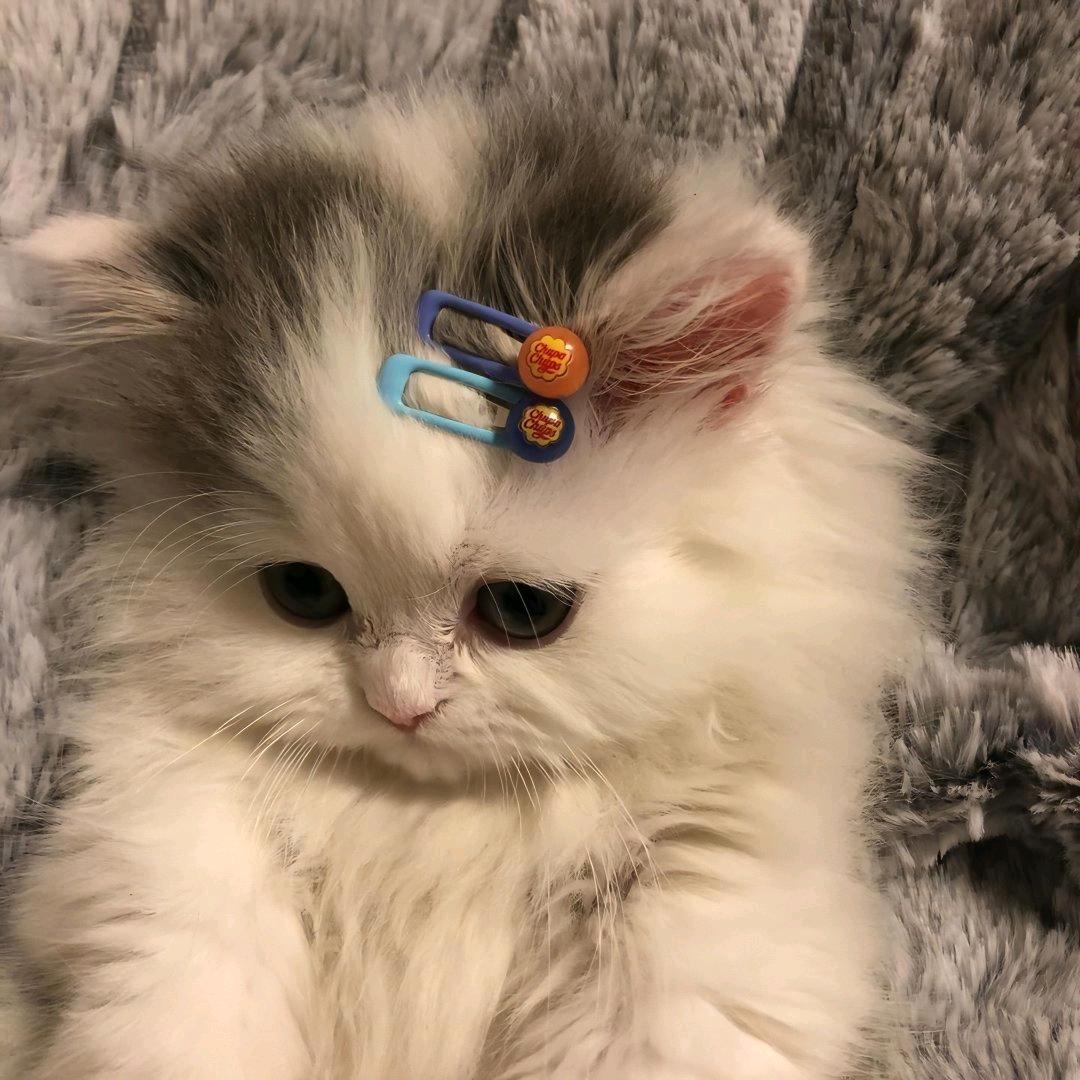 小璇今晚不熬夜