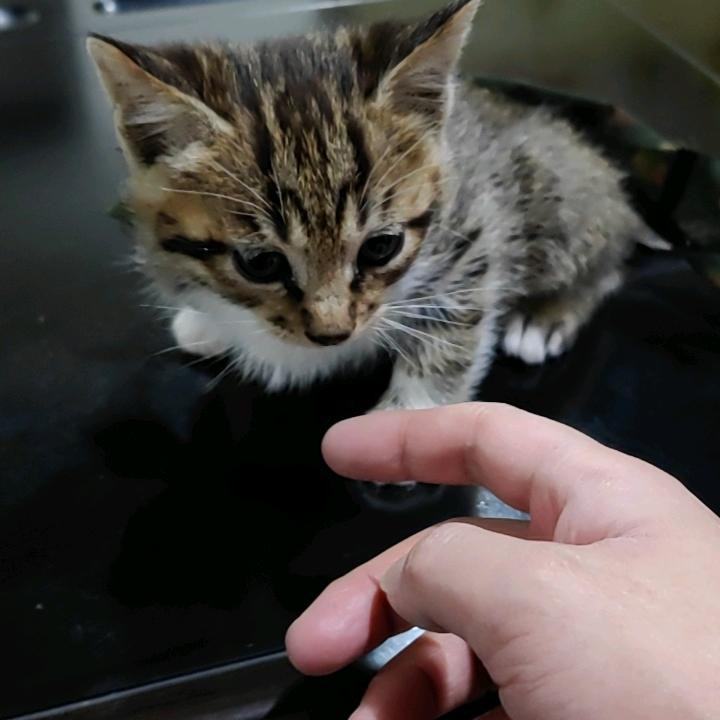 天虎