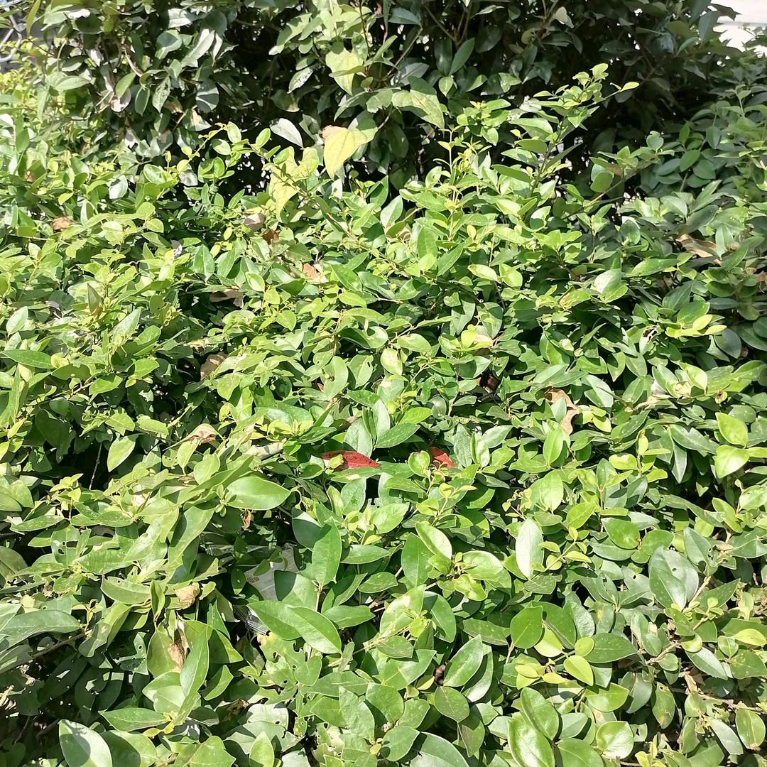 开心聊天