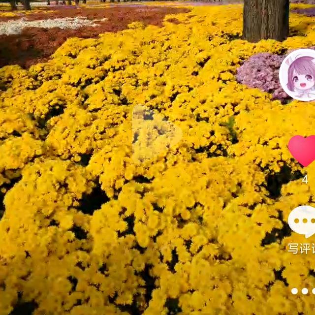 花千骨。