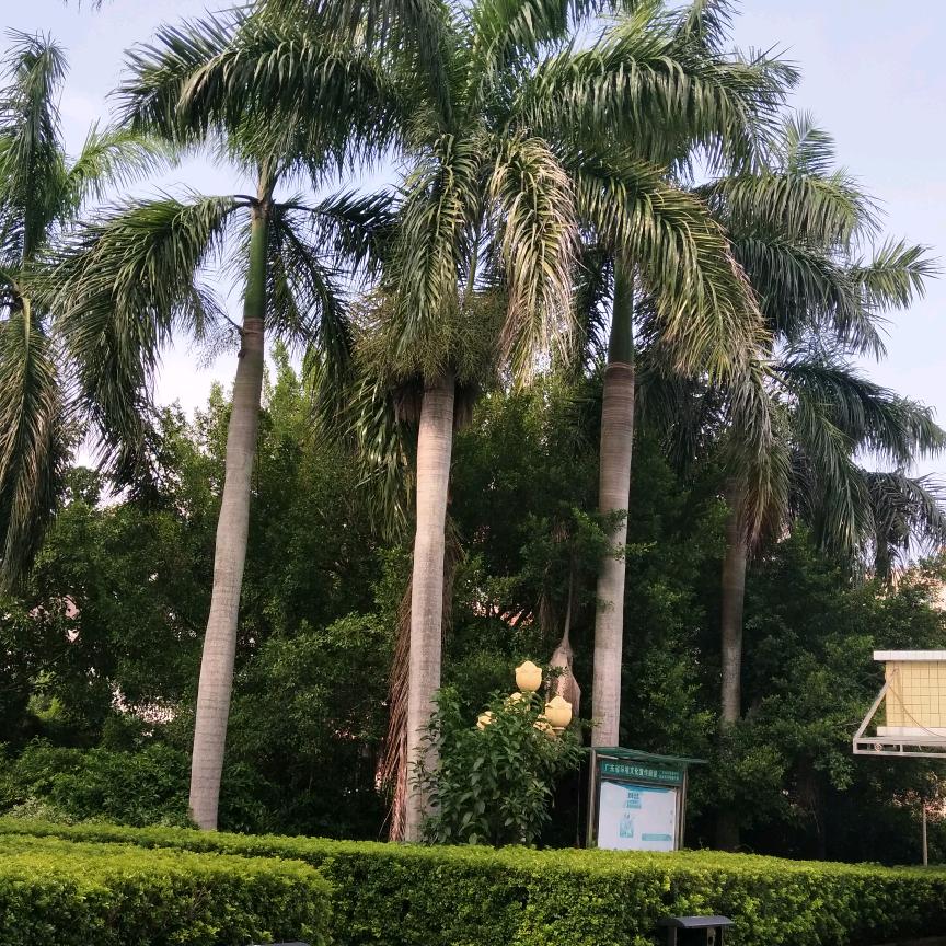 花开富贵木子李