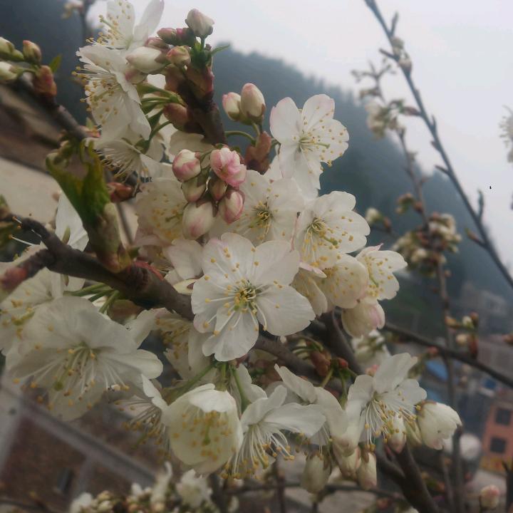 红彬林
