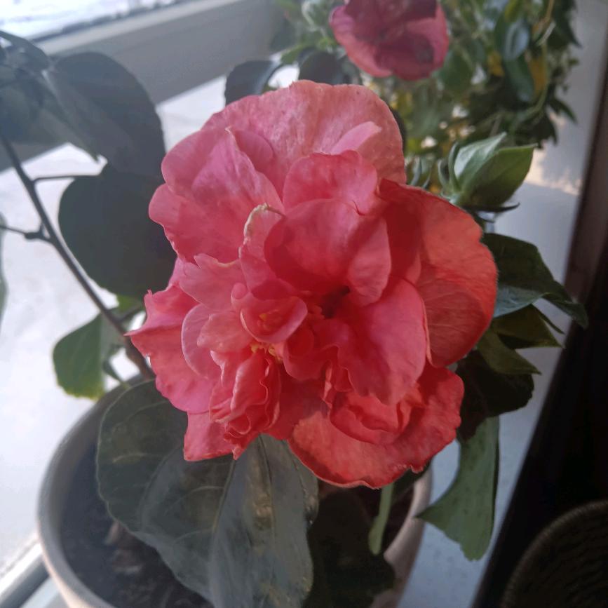 好朋友