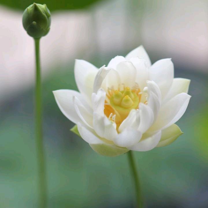 荷塘花语