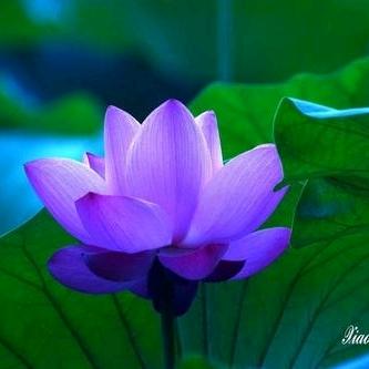 ༅紫荷🦚