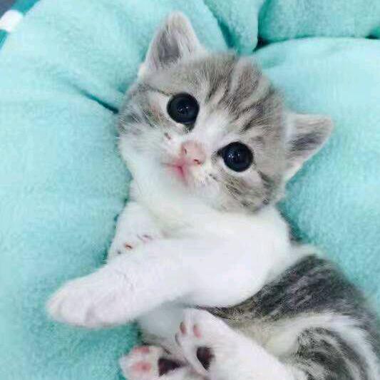 可爱的猫咪@