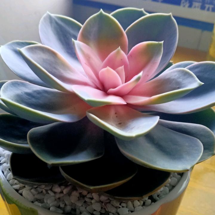 龙游天涯