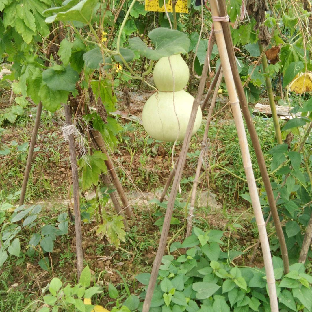 平别