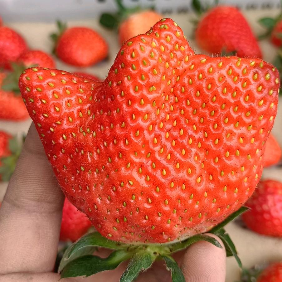 八里湾村草莓采摘园