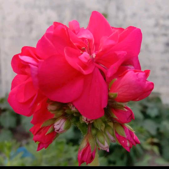 @🌹清晨的阳光 🌹