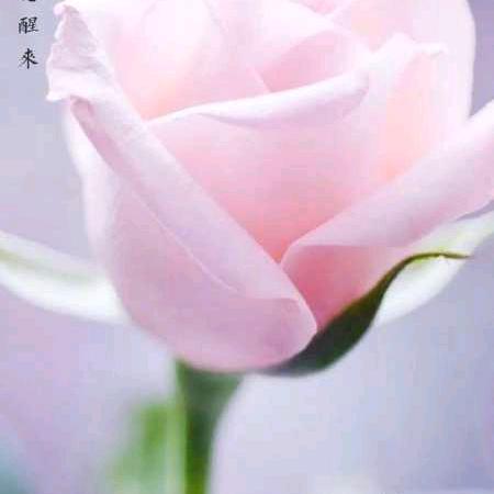你若安好便是晴天⭐️