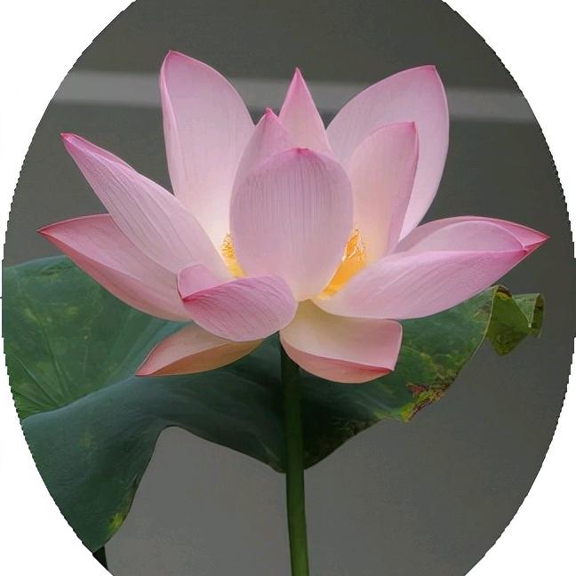 王利珍