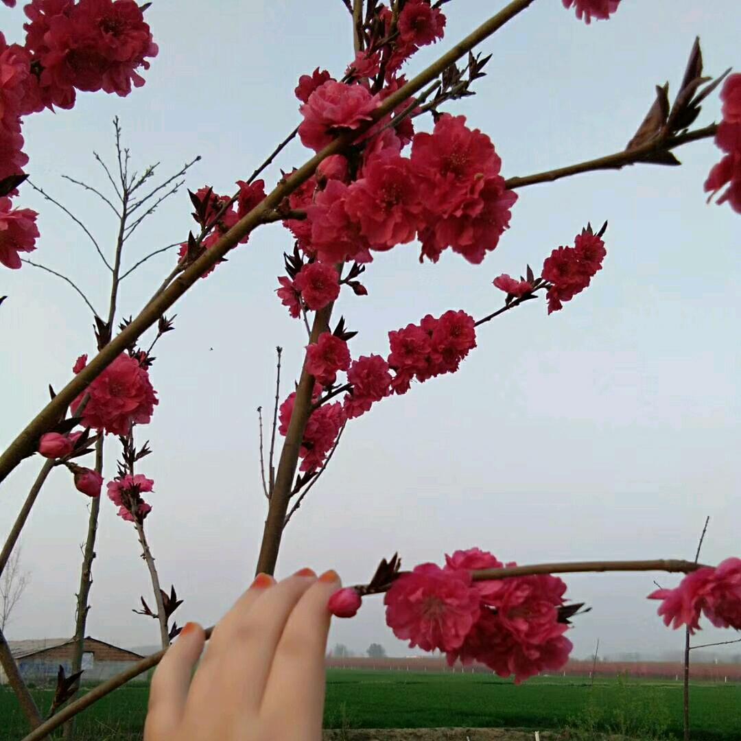 刘陵