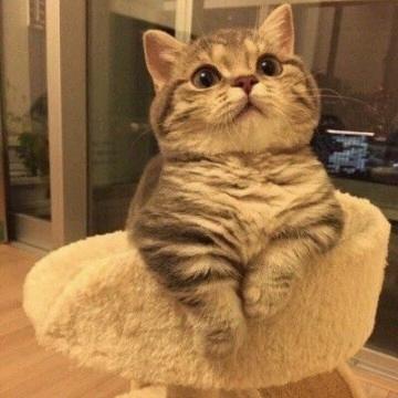 🍉一只呆猫🐱