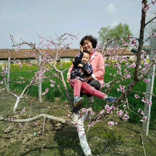 西西夏(桃花园主)