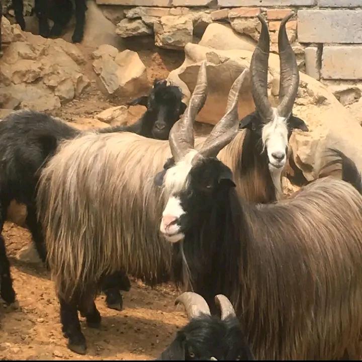 小阁羊肉信都区西环路