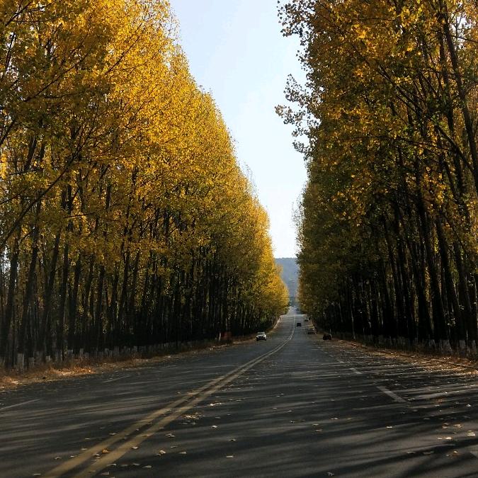 顺心果