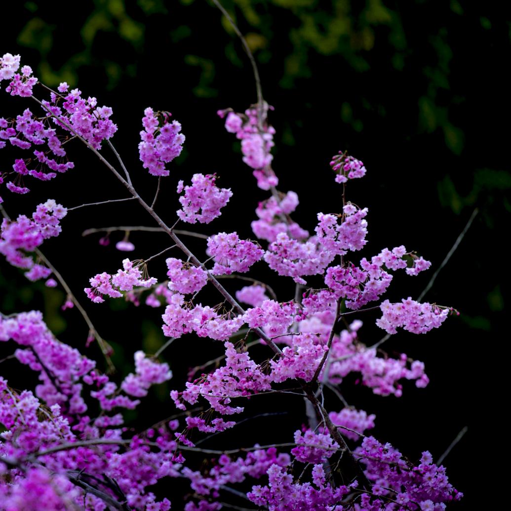 茉莉爷爷爱唱歌