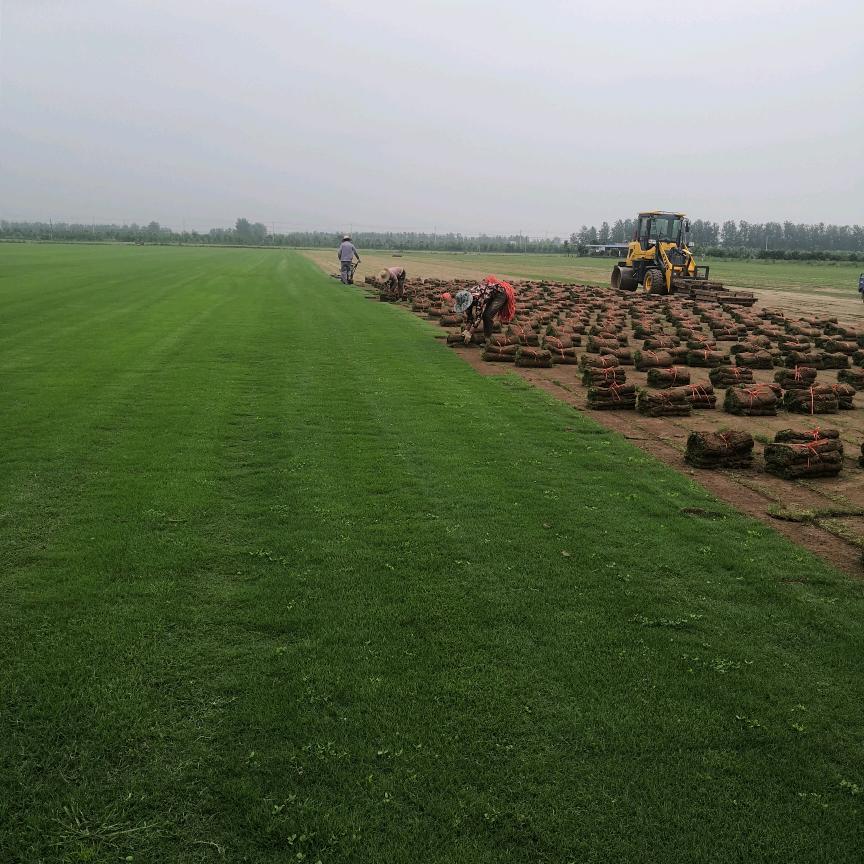 洪湖市燕窝草坪基地
