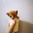 猫妈