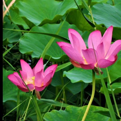 花开福贵